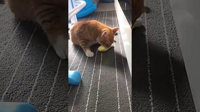 Игрушка для кошек с кошачьей мятой https://2my.site/J91iWcm смотреть онлайн