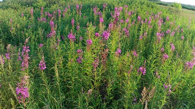 Время сбора Иван-чая для заготовки смотреть онлайн