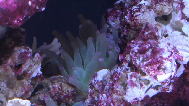 LiveAquaria® Diver’s Den® Deep Dive: Bubble Tip Anemone (Entacmaea quadricolor) смотреть онлайн