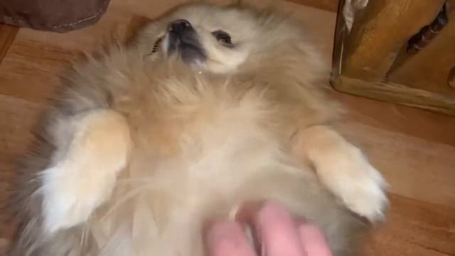 Всем наидобрейшего утречка и хорошего настроения. смотреть онлайн