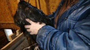 Куры не несутся,что делать?. Выявляем причину,устраняем ошибки)))