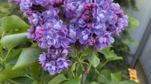 Сирень обыкновенная Ами Шотт (Syringa Ami Schott) – гибрид Лемуана 1933 года, Франция.