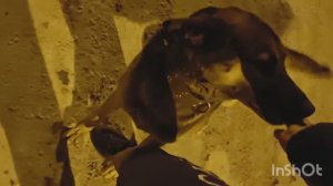 91) СОБАКА Породы ОВЧАРКА Верба Зимой на Прогулке и Звезды в Городе ПЕНЗА 24 Января 2023