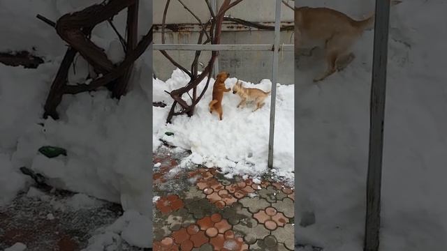 Собачки чихуахуа общаются с большой собакой через забор смотреть онлайн