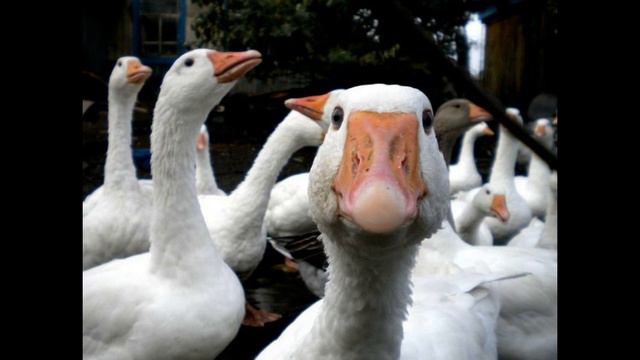 21 февраля / Зачем гусь щипается? смотреть онлайн