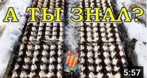 Хитрый посев МОРКОВИ в яичные лотки???
