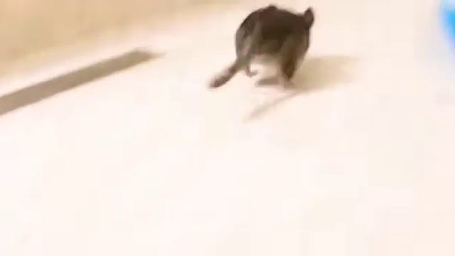 Игры шиншиллят смотреть онлайн