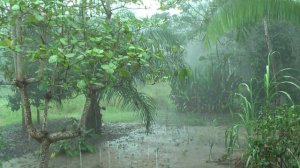 Амазонская сельва. Сезон дождей.