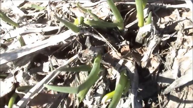 БЫЛИ ВОРЫ/зайцы наследили/Попали на дачу с 3-ей попытки после паводков/Что мы увидели смотреть онлайн