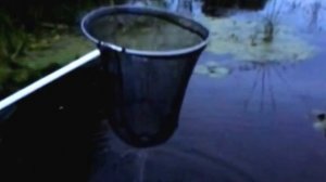 Рыбалка на реке Цна, Щацкий район. Август 2016г