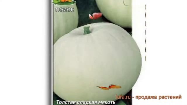 Тыква крупноплодная Крупноплодная 1 ? обзор: как сажать, семена тыквы Крупноплодная 1 смотреть онлайн