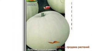 Тыква крупноплодная Крупноплодная 1 ? обзор: как сажать, семена тыквы Крупноплодная 1
