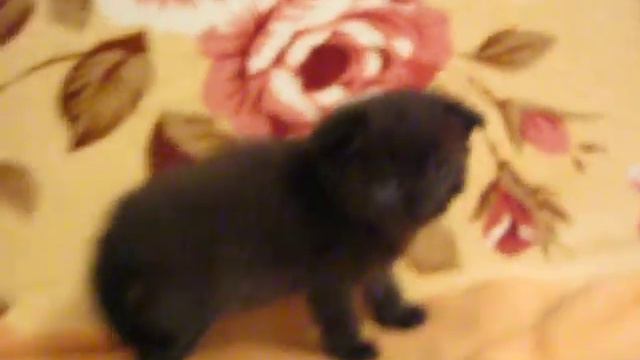 Голубой и шоколадный Даринки