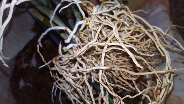 il mio dendrobium nobile: dal vecchio al nuovo vaso смотреть онлайн