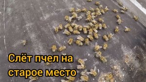 Сколько пчел слетает на старое место