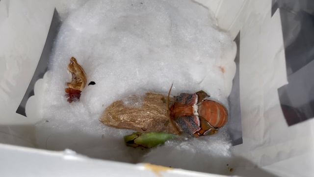 Обзор четырёх тропических бабочек. Самая большая бабочка в Мире | Alice Fox