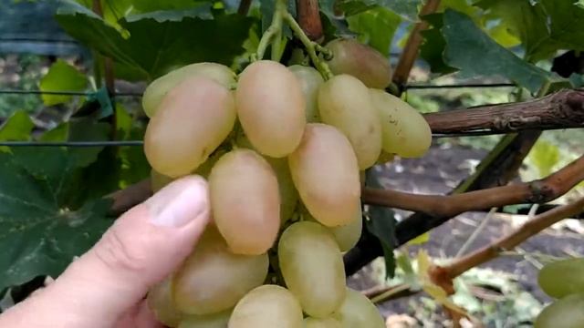 Визитёр смотреть онлайн