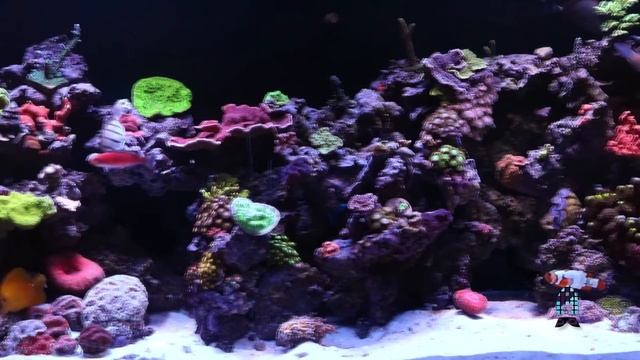 Reefs.com Product Review: Ecotech Marine's Vectra S1 Pump смотреть онлайн