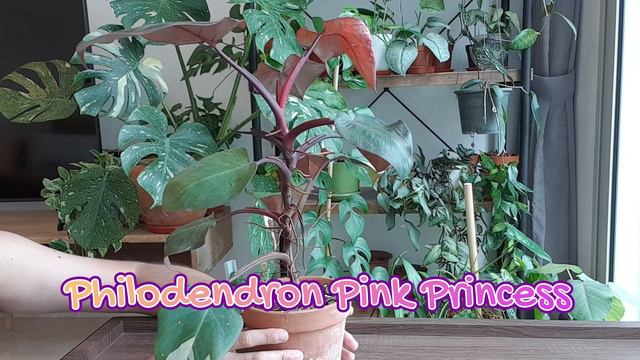 Giving my climbing plants poles + a plank (Part 2 - Scindapsus lucens & Philodendron Pink Princess) смотреть онлайн