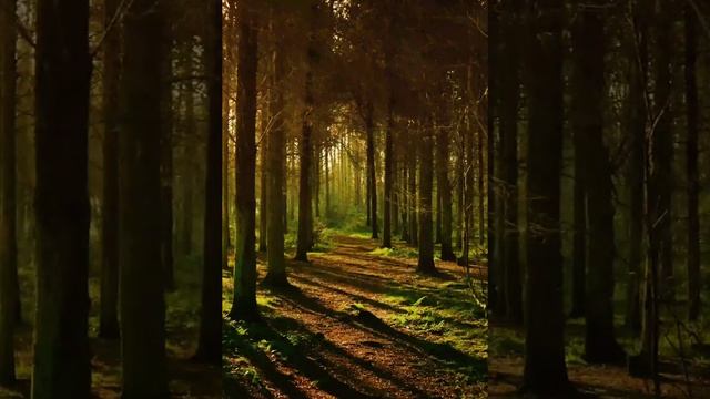 ПТИЦЫ ПОЮТ. ПРИЯТНЫЕ ЗВУКИ ЛЕСА. ЖУРЧАНИИЕ РУЧЬЯ. смотреть онлайн