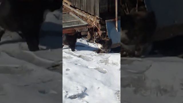 В большой семье без ссор не бывает... 🤷♀️❤️ смотреть онлайн