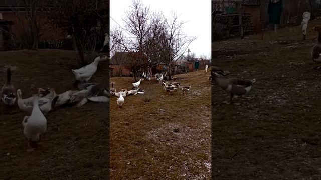 Гусиные бои Goose Fights In Ukraine