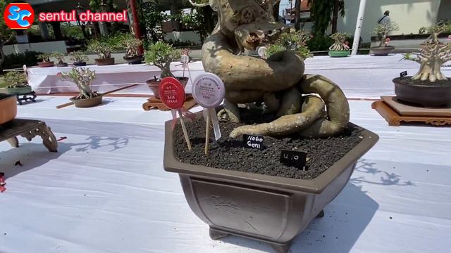 ADENIUM UNIK2 DI PAMNAS GIANYAR 2023 @sentulchannel смотреть онлайн