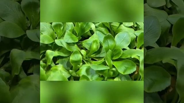 Саженцы примулы ушковой смотреть онлайн