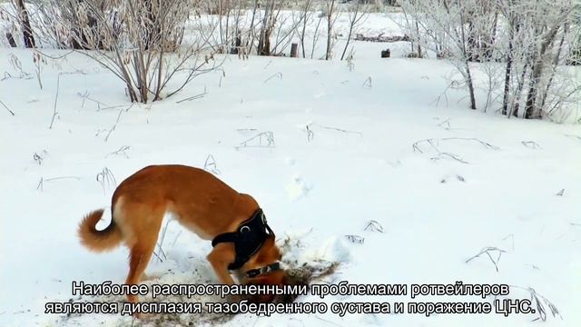 Ротвейлер смотреть онлайн