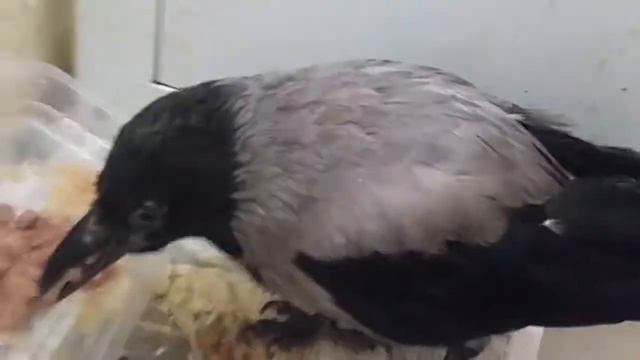 ОБЕД КАРЛУШИ И МАГИЧЕСКОЕ СОЛНЦЕ 4 8 19....