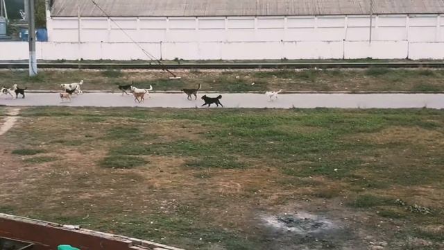 Из-за этих собак дети боятся играть на детской площадке Нашествие собак смотреть онлайн