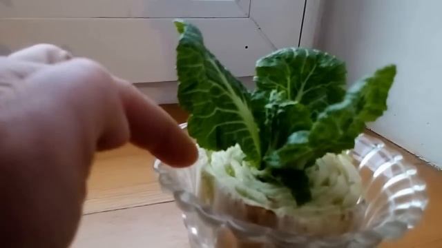 СУПЕР ИДЕЯ!Пекинскую капусту выращиваем на окне. смотреть онлайн