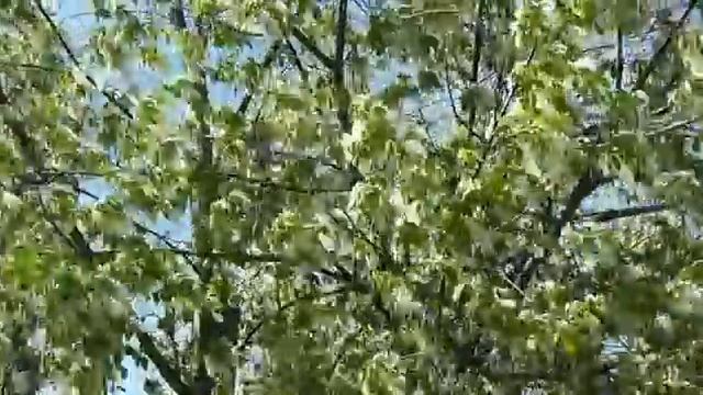 Весеннее танго смотреть онлайн