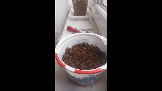 RZ Kitchen Antalya |planting orange seed|December 22 смотреть онлайн