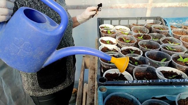Пикировка перцев на продажу, сеем гибриды томатов для своих теплиц смотреть онлайн