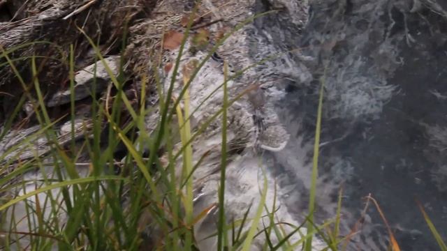 Как правильно пить воду до еды, во время или после???