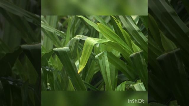 Rain melody. Relaxation, stress relief. Мелодия дождя. Расслабление, снятие стресса. смотреть онлайн