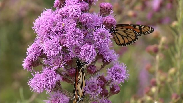 Prairie Yard and Garden: MN Native Landscapes | Full Episode смотреть онлайн