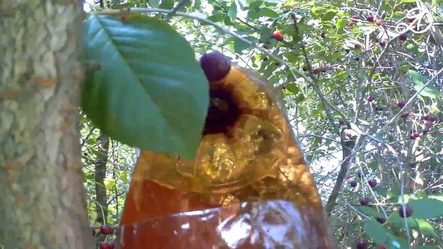 How to harvest cherry on high tree? DIY cherry harvester. The use of PET bottles смотреть онлайн