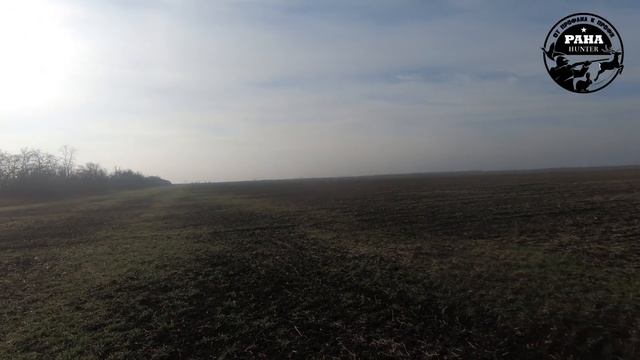 Такого открытия охоты на зайца у меня еще небыло! ОХОТА НА ЗАЙЦА. Сезон 2021 - 2022. Первый выход. смотреть онлайн