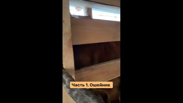 Лошадям надели светящиеся ошейники, чтоб их ночью было видно издалека. смотреть онлайн