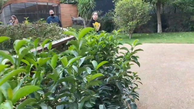 Oct 13 2021. Новый бакинский зоопарк. Первые впечатления смотреть онлайн