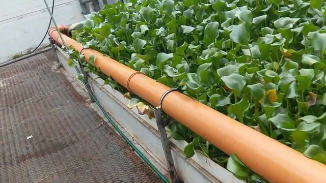 Система фильтрации УЗВ, Африканский сом. Плотность рыбы при выращивании 630 кГ/м3. смотреть онлайн