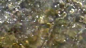 РЕЧНАЯ ФОРЕЛЬ. ДАГЕСТАН. АЛМАК.