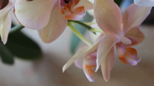 ЧТО НУЖНО ОРХИДЕЕ, ЧТОБЫ ОНА ТАК ЦВЕЛА ? ОРХИДЕЯ ФАЛЕНОПСИС ПАХНЕТ РОЗОЙ ! ОРХИДЕЯ ДАЛМАТИНЕЦ . смотреть онлайн