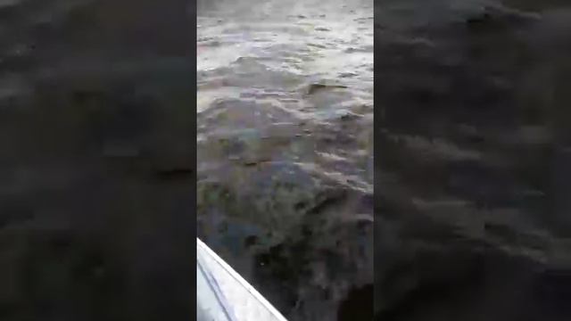 Судак 2.780кг на Русскую Фишку смотреть онлайн