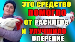 Как избавить кур от расклева (каннибализма) и улучшить их оперение.