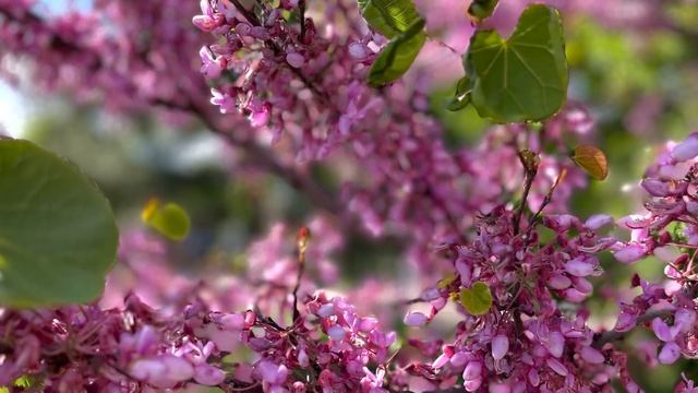 Багрянник/ Cercis. Цветение багрянника!