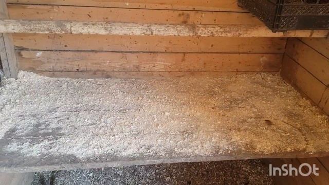 Замечательная птица для хозяйства.Инкубационное яйцо Барневельдер серебро, Ливенские ситцевые. смотреть онлайн