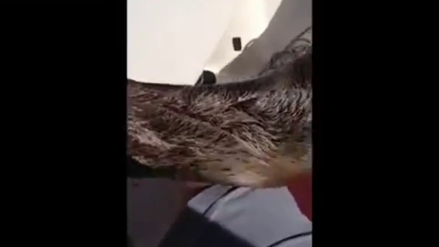 Ручной морской котик смотреть онлайн